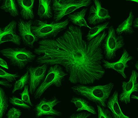 Readilink™ Rapid Fitc Antibody Labeling Kit Production Scale Aat Bioquest