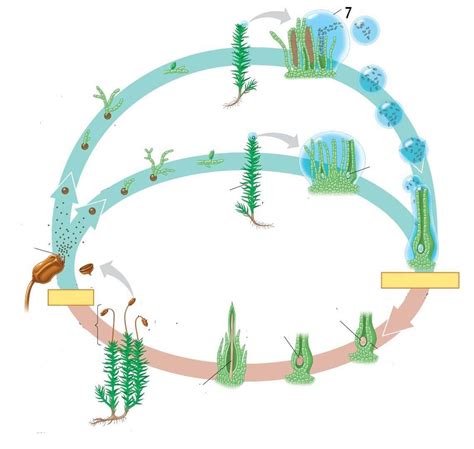 Bryophyte Moss Life Cycle Diagram Quizlet