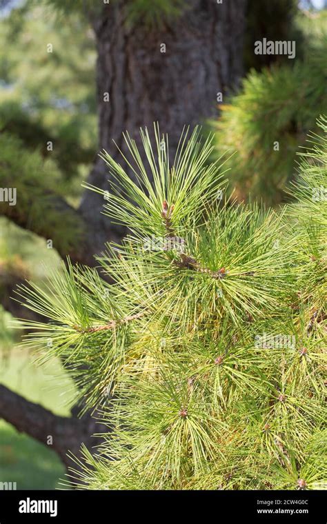 Pinus Rigida Pitch Pine Tree Close Up Stock Photo Alamy