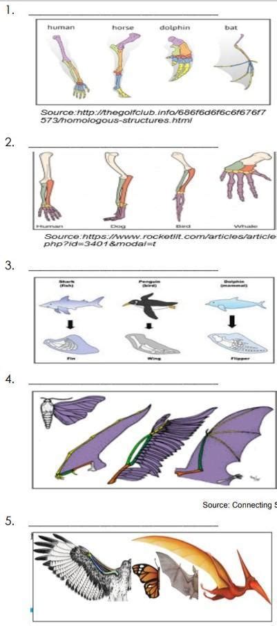 Homologous Vs Analogous Structures