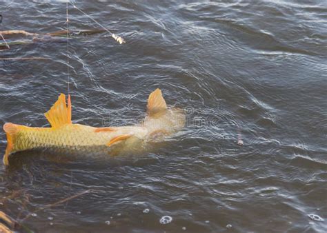 Carp Jump Seattle