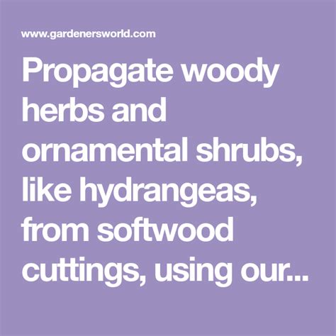 Propagate Woody Herbs And Ornamental Shrubs Like Hydrangeas From Softwood Cuttings Using Our