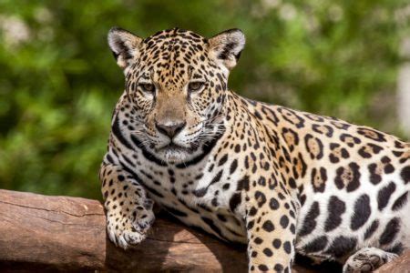 Animais do Pampa Fauna animais endêmicos animais em extinção