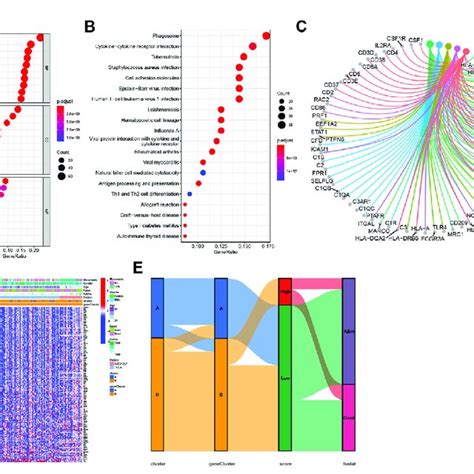 Functional Enrichment Analysis A Go Enrichment Analysis Of Degs