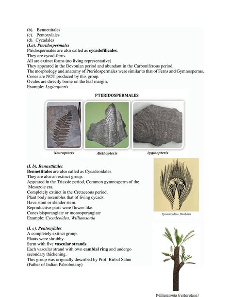 Solution Classification Of Gymnosperms By Sporne Studypool