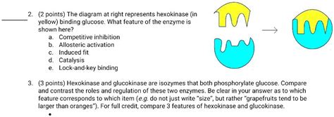 SOLVED 2 Points The Diagram At Right Represents Hexokinase In Yellow