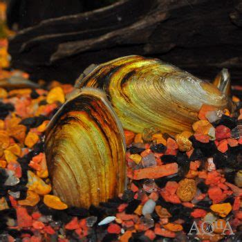 Asian Golden Clam (Pilsbryoconcha exilis) - Aqua Imports