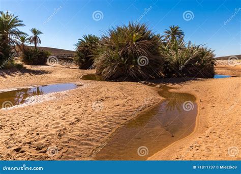 Agua En El Oasis Desierto Del Sáhara Imagen De Archivo Imagen De