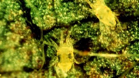 Yellow Mite Insects Syngenta Philippines