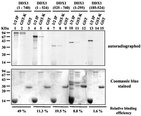 Mapping Of Ddx Protein Domain Responsible For Binding To Hnrnp K