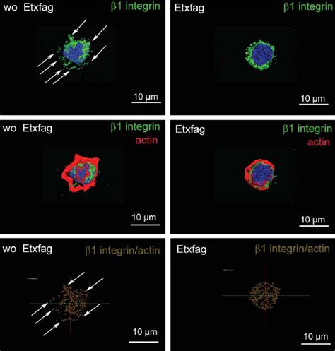 Etxfag Alters 1 Integrin Clustering And Actin Cytoskeleton Expansion