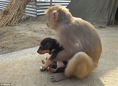 O Maimuta Macac A Facut Un Gest De Mama A Adoptat Un Pui De Catel