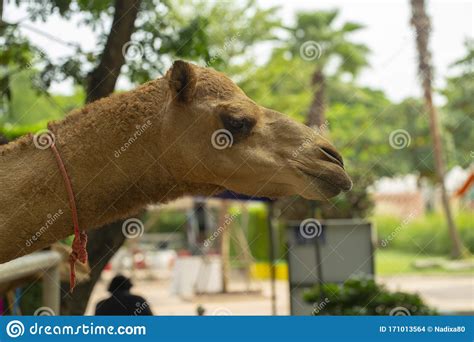 Camel Close-up, Feeding the Camel Stock Photo - Image of arab, funny: 171013564