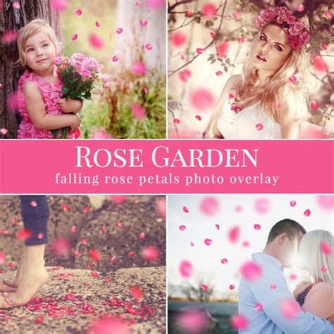 Petal Photo Overlays Rose Garden Falling Pink Etsy