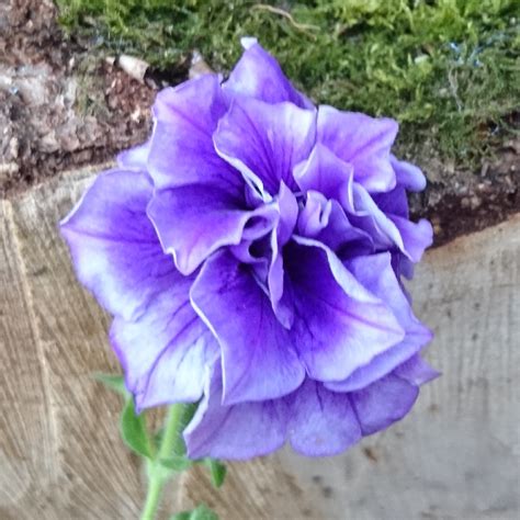 Petunia Tumbelina Belinda Trailing Double Petunia Belinda In