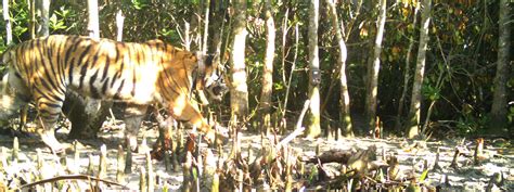 Sundarban Tiger Reserve