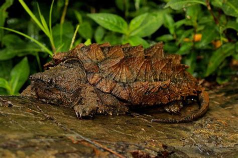 Alligator Snapping Turtle Facts: The Largest Freshwater Turtle In America