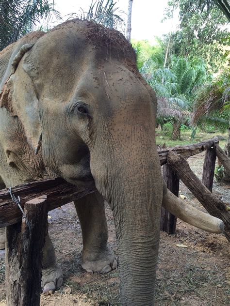 Khao Sok Elephant Sanctuary: A Haven for Aging Thai Elephants