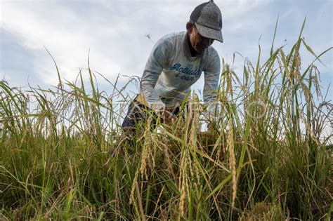 Produktivitas Padi Nasional Naik ANTARA Foto