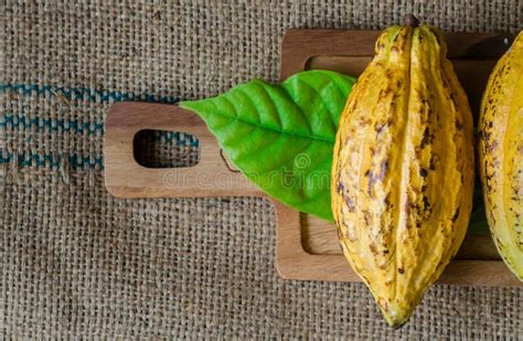 Cacao Fruit Raw Cacao Beans Cocoa Pod On Wooden Background Stock