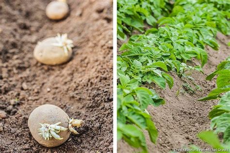 Plantation Basilic En Pleine Terre