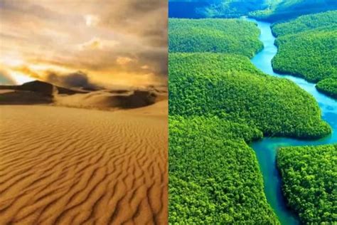 Fakta Unik Gurun Sahara Di Afrika Ribuan Tahun Lalu Hutan Lebat Yang