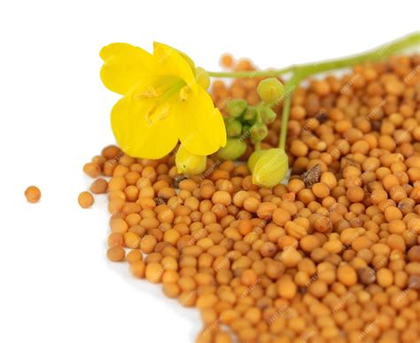 Premium Photo | Mustard seeds with mustard flower isolated on white