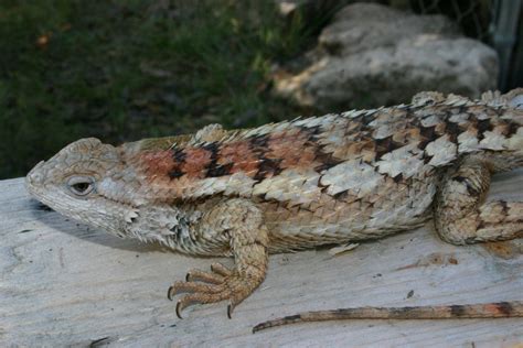 Small Lizards In Texas