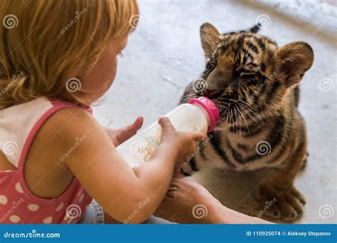 Little Girl is Feeding a Tiger Cub at the Zoo Stock Photo - Image of ...