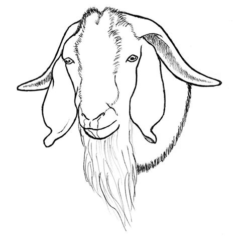 Goat Drawing Pictures At Explore Collection Of