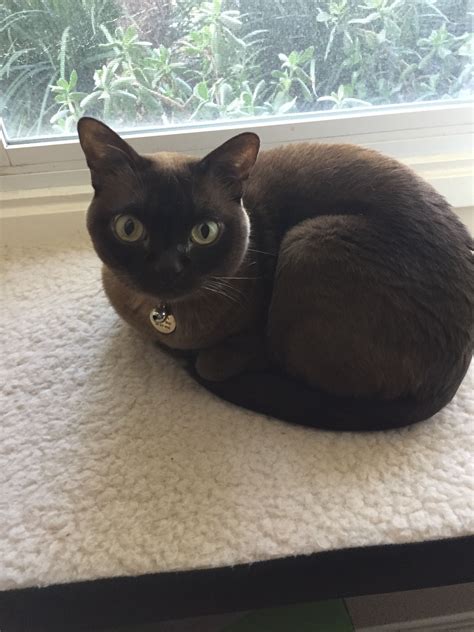 Burmese Cat Tattoos