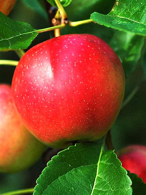 Соковая 3 Яблоня Описание Фото – Telegraph