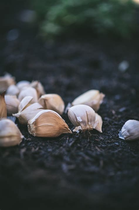Top 3 Reasons to Grow Your Own Garlic and Shallots in Central Texas