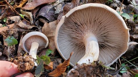 Cooking Wild Edible Mushrooms Of Tennessee Youtube