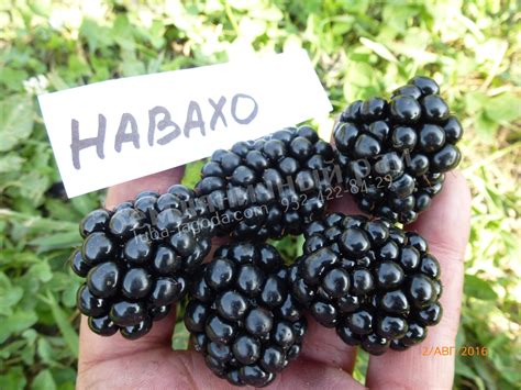 Каталог сортов ежевики - Ягодное раздолье