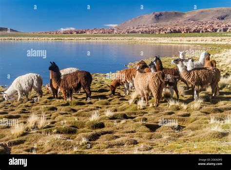 Bolivian Alpaca With Grass Landscape Hi Res Stock Photography And