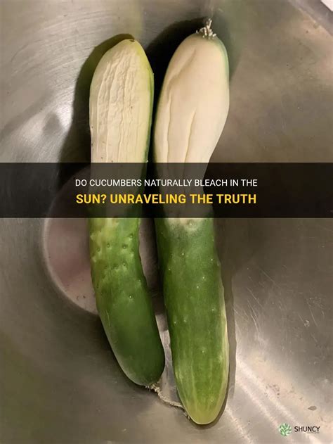 Do Cucumbers Naturally Bleach In The Sun Unraveling The Truth Shuncy