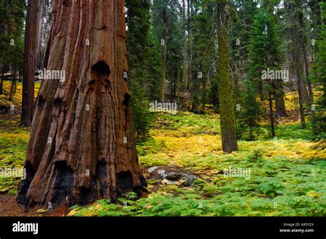 La Secuoya Gigante Sequoiadendron Giganteum Tronco De Rbol Y