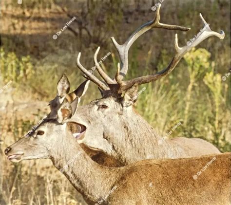 El Ayuntamiento da a conocer los dos días festivos en Badajoz para 2025