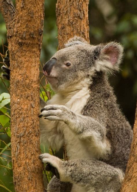 Australias Most Endangered Animals List - Animals World