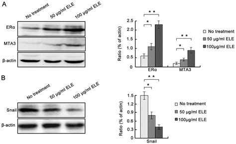 β Elemene Decreases Cell Invasion By Upregulating E Cadherin Expression