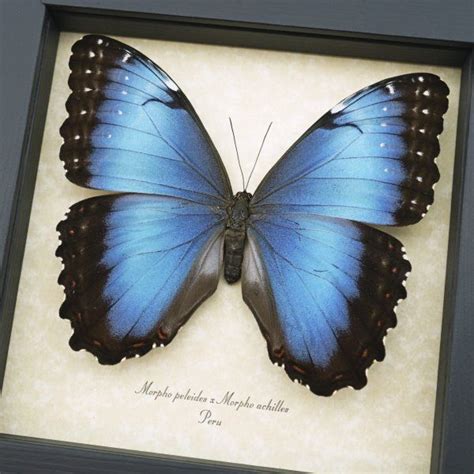 Morpho Butterflies Real Framed Blue Morpho Butterflies