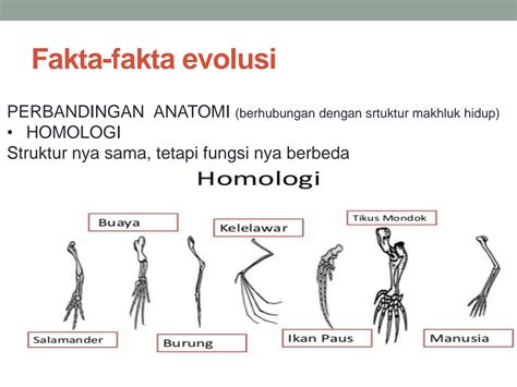 Solution Teori Evolusi Studypool