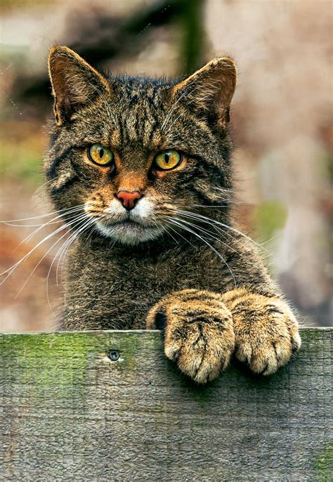 Hamish looking for Dinner | This is Hamish the Scottish Wild… | Flickr