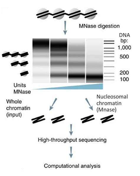 Indirect Mapping Of Chromatin Accessibility Sites Mnase Seq France