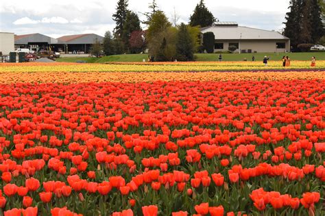 Tulip Festival 2019 on Behance