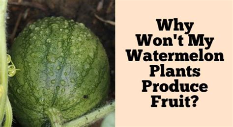 Why Wont My Watermelon Plants Produce Fruit