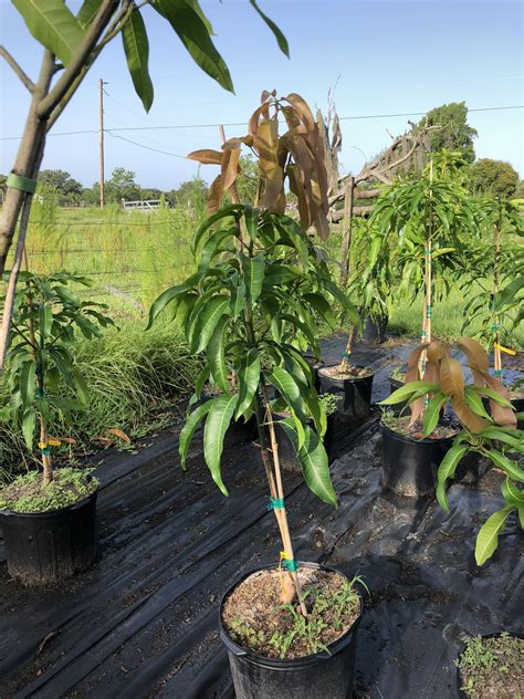 Grafted Mango For Sale In Kissimmee Fl Offerup