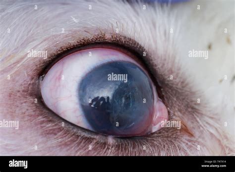 Eye Of A Dog With Deep Corneal Ulcer Closeup Stock Photo Alamy