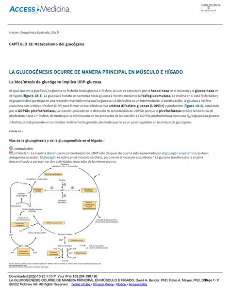 LA Glucogénesis Ocurre DE Manera Principal EN Músculo E Hígado Harper